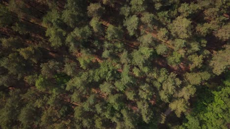 bourne woods tree line, surrey, uk