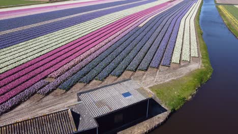 Tulip-blossom-in-Holland-Netherlands.-Tulpenblüte-Holland