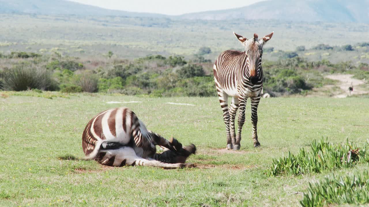 아프리카 평야에서 롤과 먼지 목욕을 즐기는 케이프 산 얼룩말