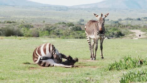 Kap-Bergzebras,-Die-Ein-Rollen--Und-Staubbad-Auf-Einer-Afrikanischen-Ebene-Genießen