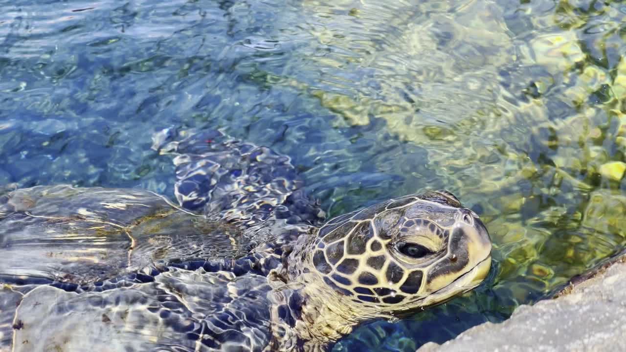 Cinematic close-up shot tracking with a Hawaiian green sea turtle swimming at the Maui Ocean Center in Maui, Hawai'i