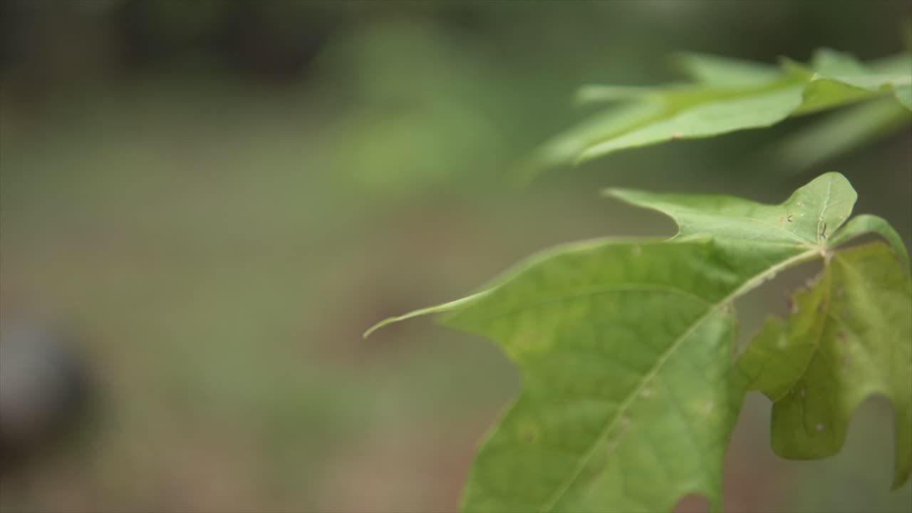 planta pequeña en el jardín, volver a centrarse en las hojas de la otra planta