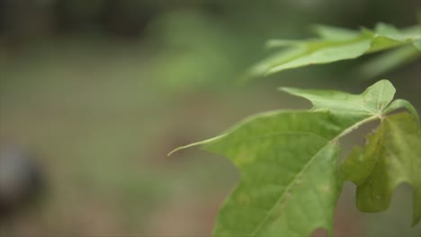 Small-plant-in-garden,-refocus-on-leaves-of-the-another-plant