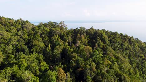 aerial drone slow rise above rainforest trees to reveal ocean views on a remote tropical island in raja ampat, west papua, indonesia