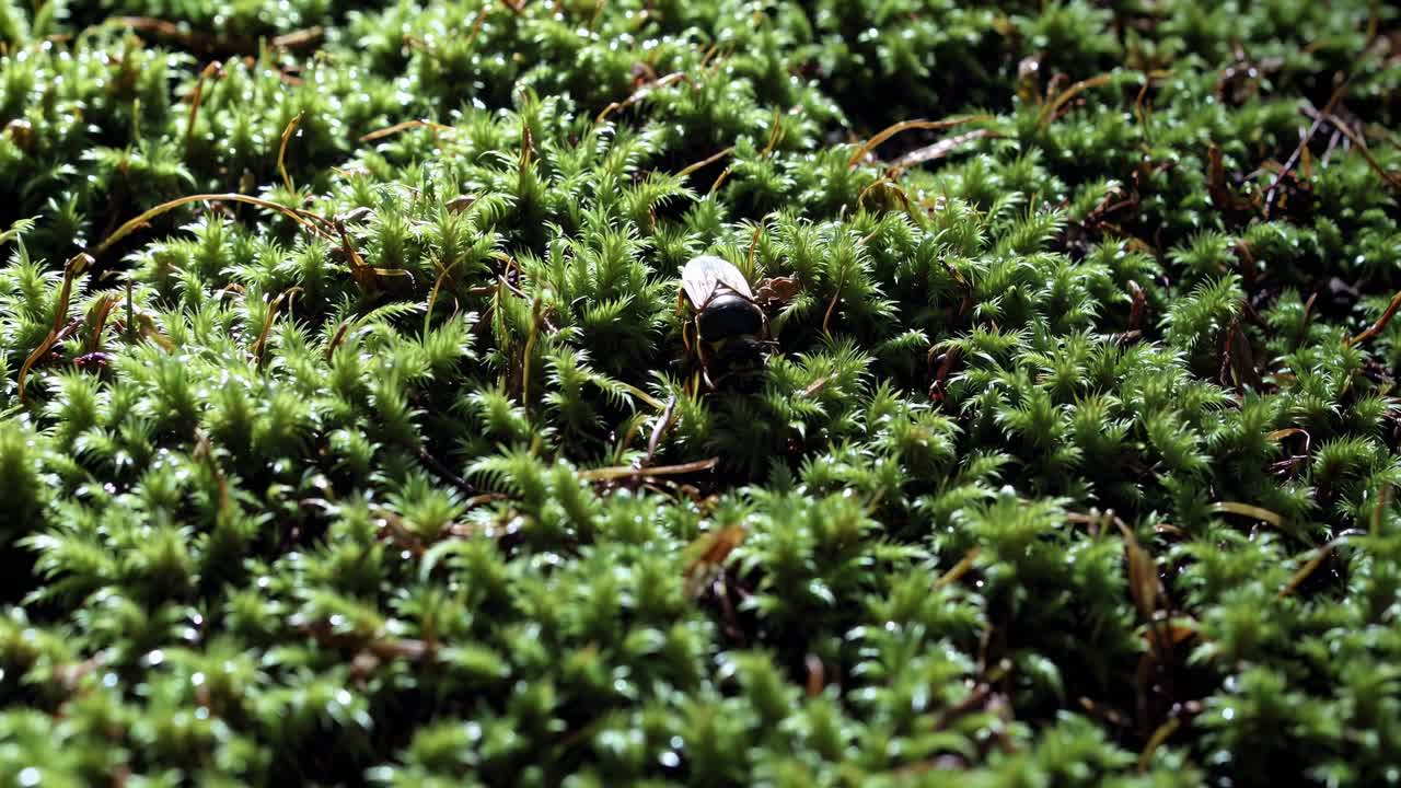 Close-upvideo van weelderig groen mos met een laaghoekperspectief, waarin textuur en details worden benadrukt