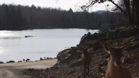 manada de ciervos rojos acercándose a la cámara lago rocoso bosque escena slomo
