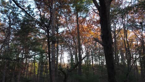 Flying-through-trees-of-Niagara-Glen-nature-forest-reserve,-Dolly-shot