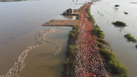 raft of paddling ducks organically farmed