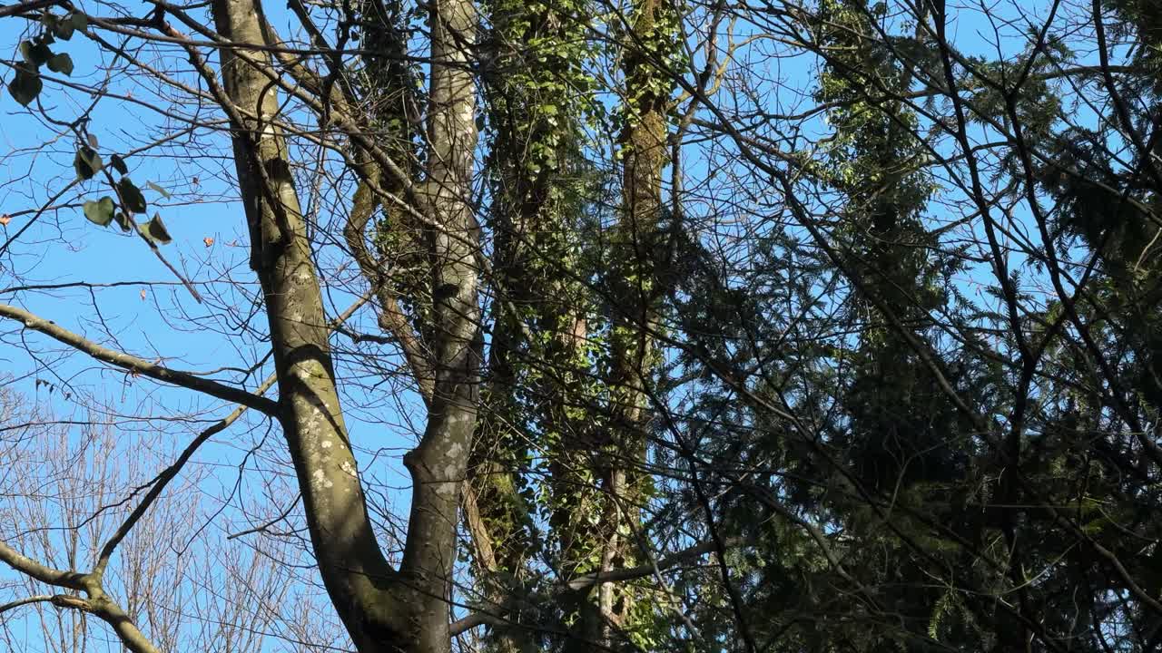 Nature forest oak willow tree outdoor blue skyline Switzerland woodland