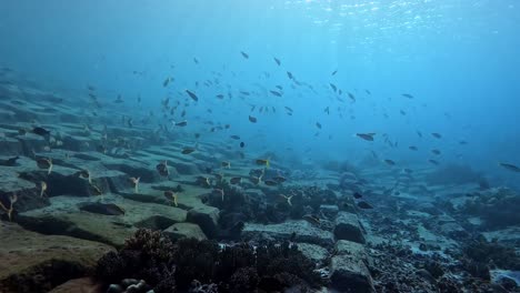 Schule-Tropischer-Fische,-Die-über-Dem-Künstlichen-Riff-Unter-Dem-Ozean-Schwimmen