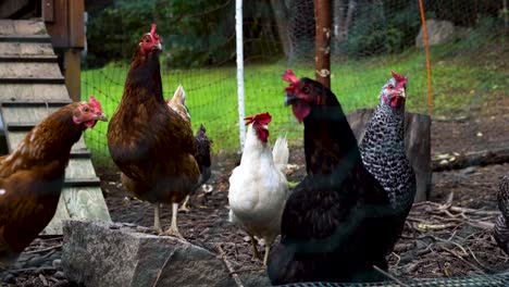 Tiro-Medio-De-Pollos-Marrones,-Blancos-Y-Negros