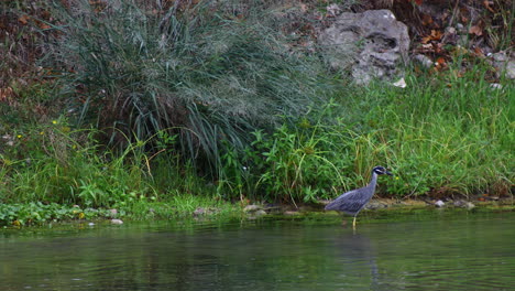 Gelb-Gekrönter-Nachtreiher-Auf-Dem-Fluss-Guadalupe-In-New-Braunfels-Texas