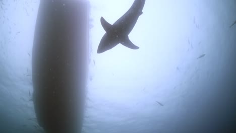 battle scarred great white shark carcharodon carcharias 4k badly scarred shark close ups neptune islands south australia