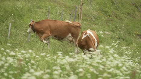cows walking in green alpine landscape