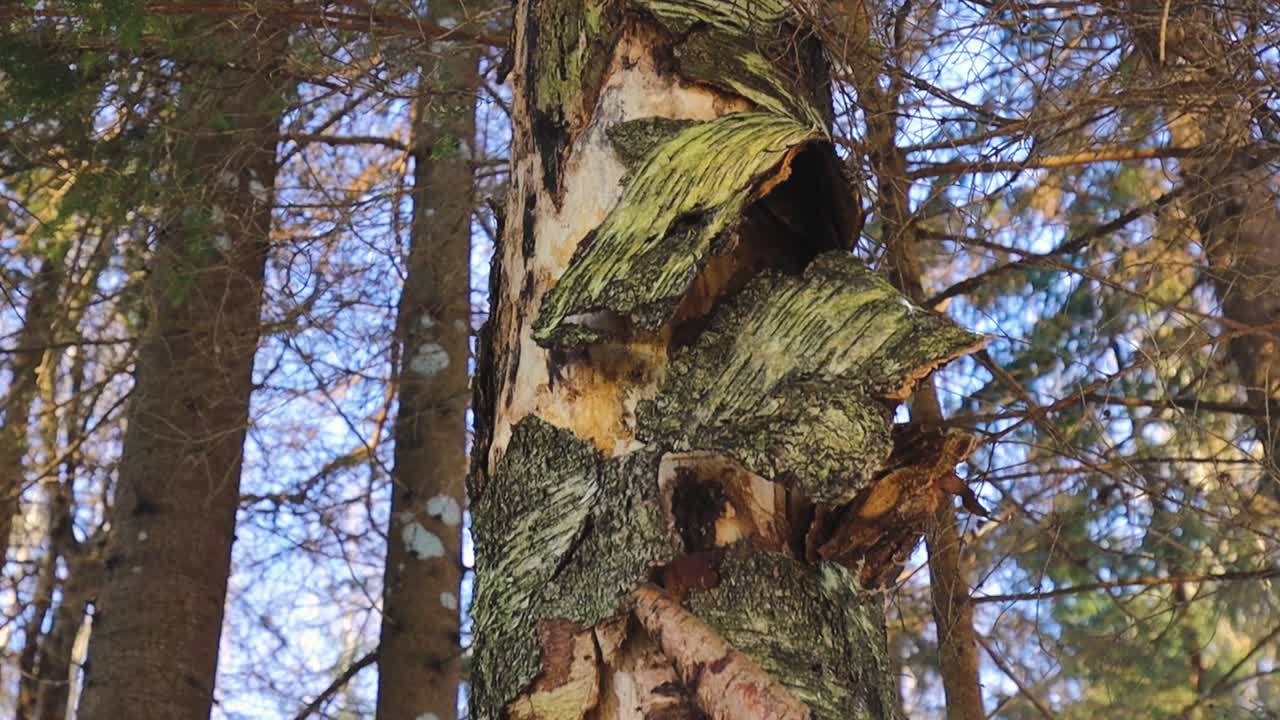 A dramatic low-angle shot looking up at a tall tree with peeling bark, revealing textured layers of wood beneath. The rough, curling bark dominates the foreground, while a green canopy of pine and dec