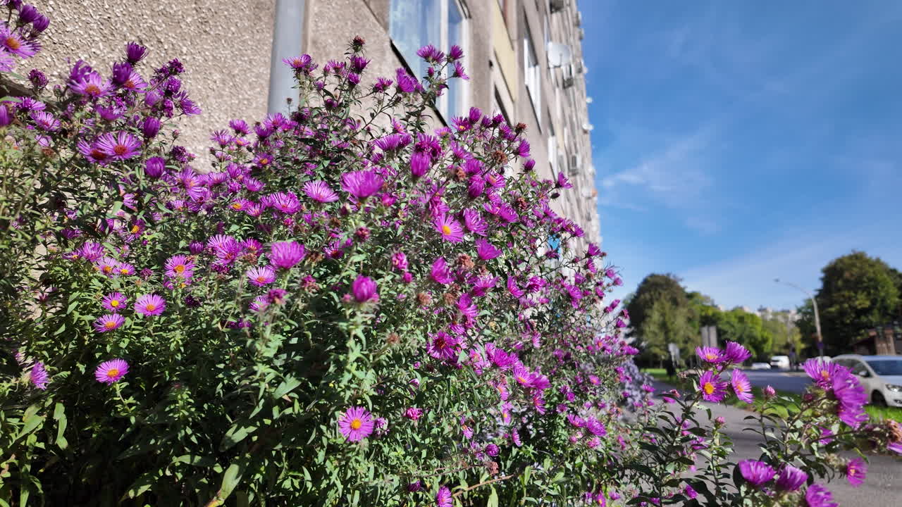 Purple flowers blooming along urban sidewalk