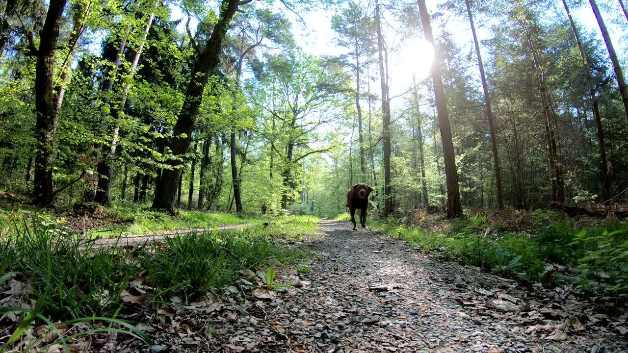 숲에서 달리는 레트리버, 라브라도르, 자연 공원, 스페사르트, 4k