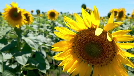 Cerrar-Vista-De-Un-Girasol-En-Un-Campo-De-Girasoles-En-Grecia