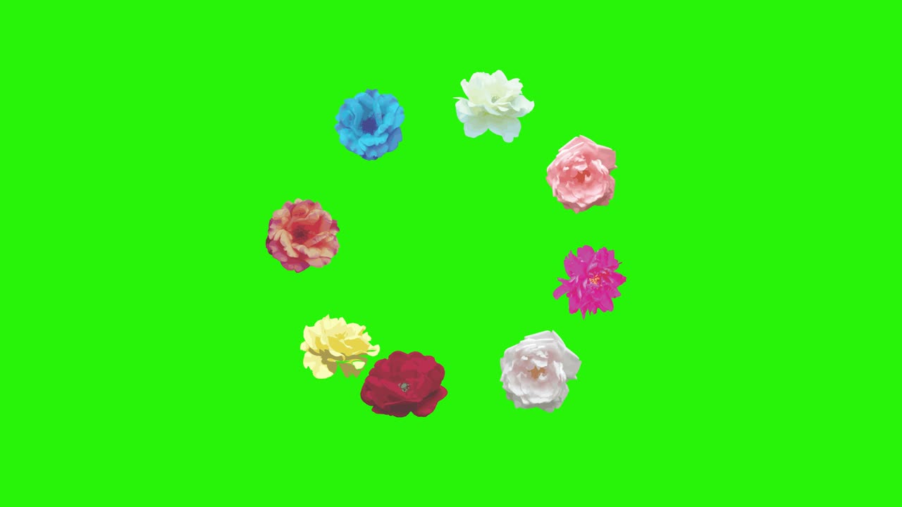 다채로운 장미 꽃 요소 애니메이션 크로마 키, 그래픽 소스