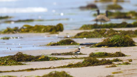 snowy plover running on beach with seaweed and ocean in the background