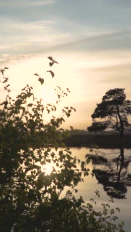 sunset over water with trees