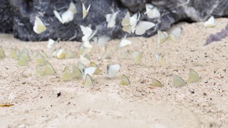 Cierre-En-Cámara-Lenta-Que-Muestra-A-Un-Grupo-De-Mariposas-Alimentándose-Y-Luego-Volando,-Cerca-De-Rocas-En-Una-Playa