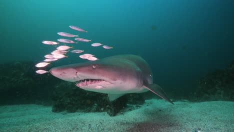 Un-Gran-Tiburón-Gris-Nodriza-Nada-Lentamente-Hacia-La-Cámara-2