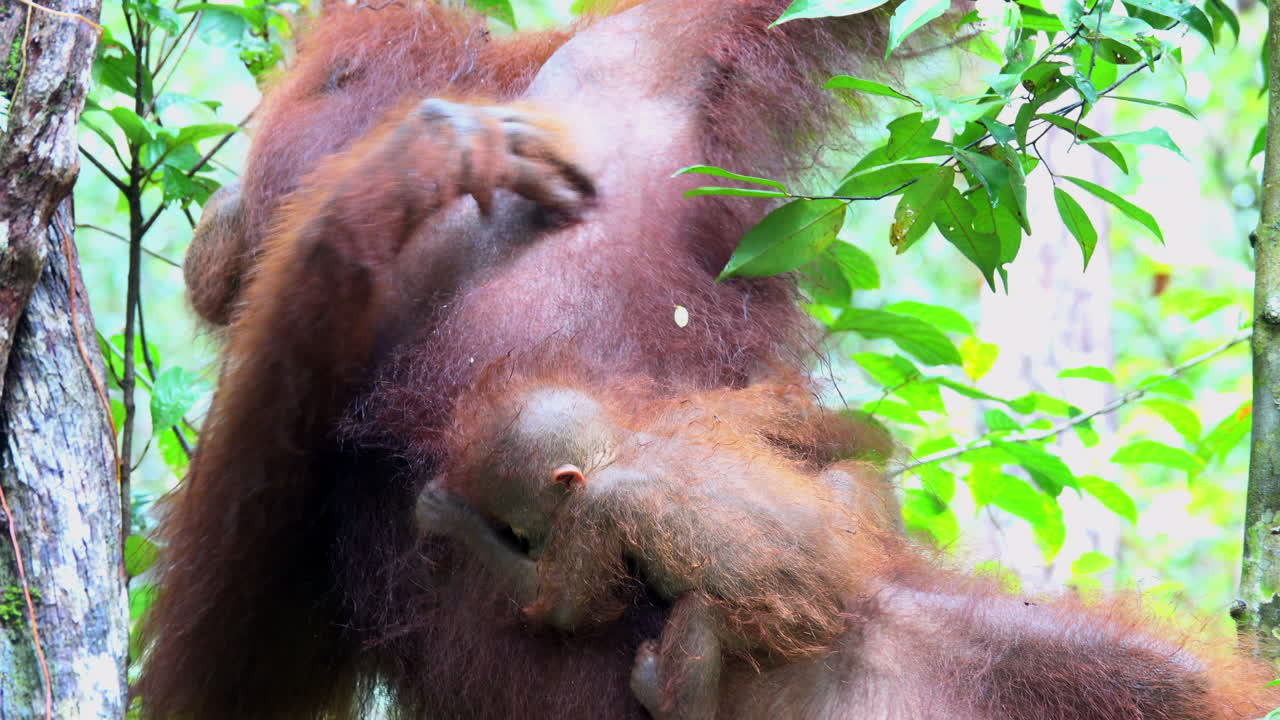 Un cucciolo di orangutan dorme mentre si aggrappa alla madre.