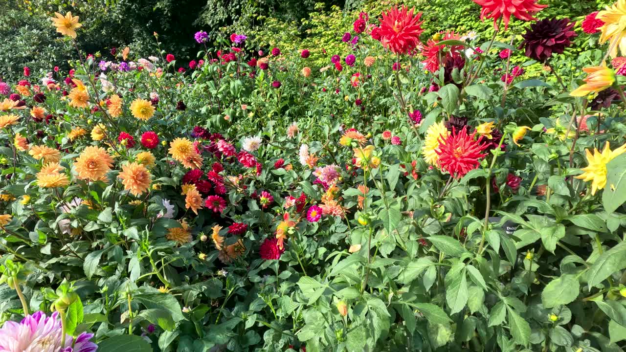 Vibrant dahlia species bloom in a sunlit outdoor botanical garden, captured with smooth camera movement and natural daylight at Keukenhof Castle, Lisse