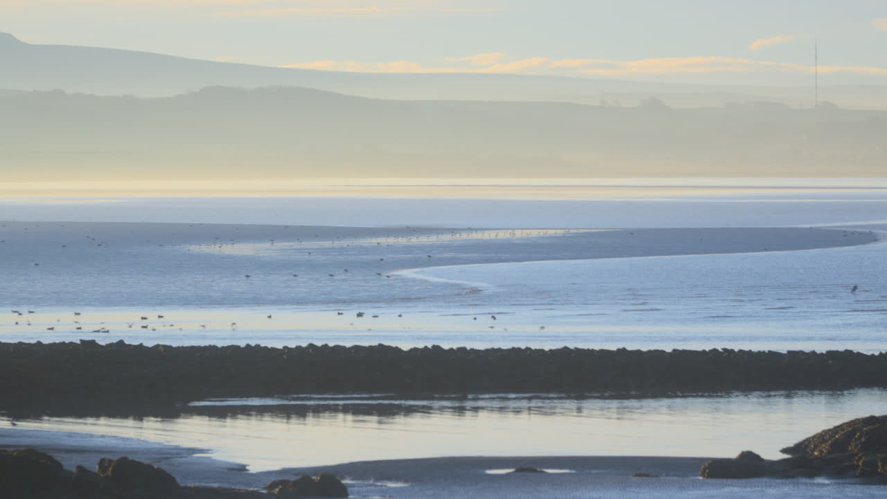 Seabirds in shallows with misty landscape in background bathed in early morning autumn sunlight