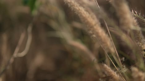 Golden-reeds-swaying-gently-in-a-soft-breeze-with-a-blurred-natural-background,-evoking-tranquility