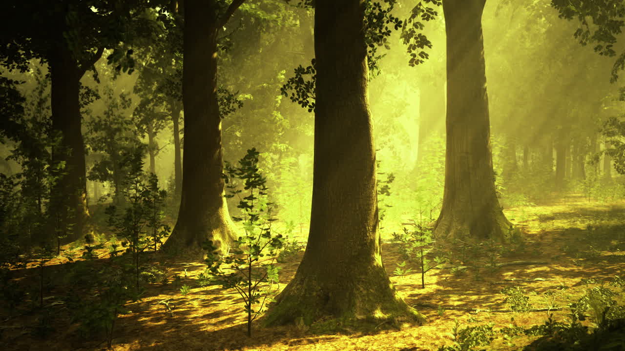 Sunlight filtering through trees in a peaceful forest setting