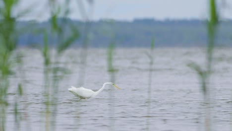 great white egret hunting fish in the lake and flying walking slow motion