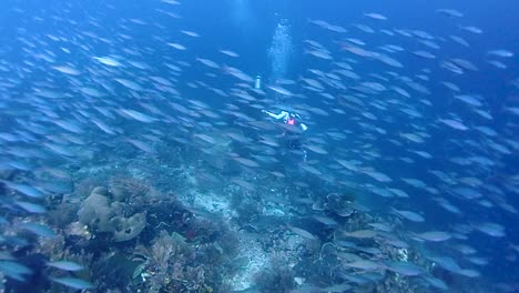 small fish hunted by trevallys in cristalclear water