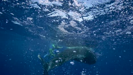 Fluke-of-a-Young-humpback-whale-in-slow-motion-in-clear-water-around-the-island-of-Tahiti,-south-Pacific,-French-Polynesia