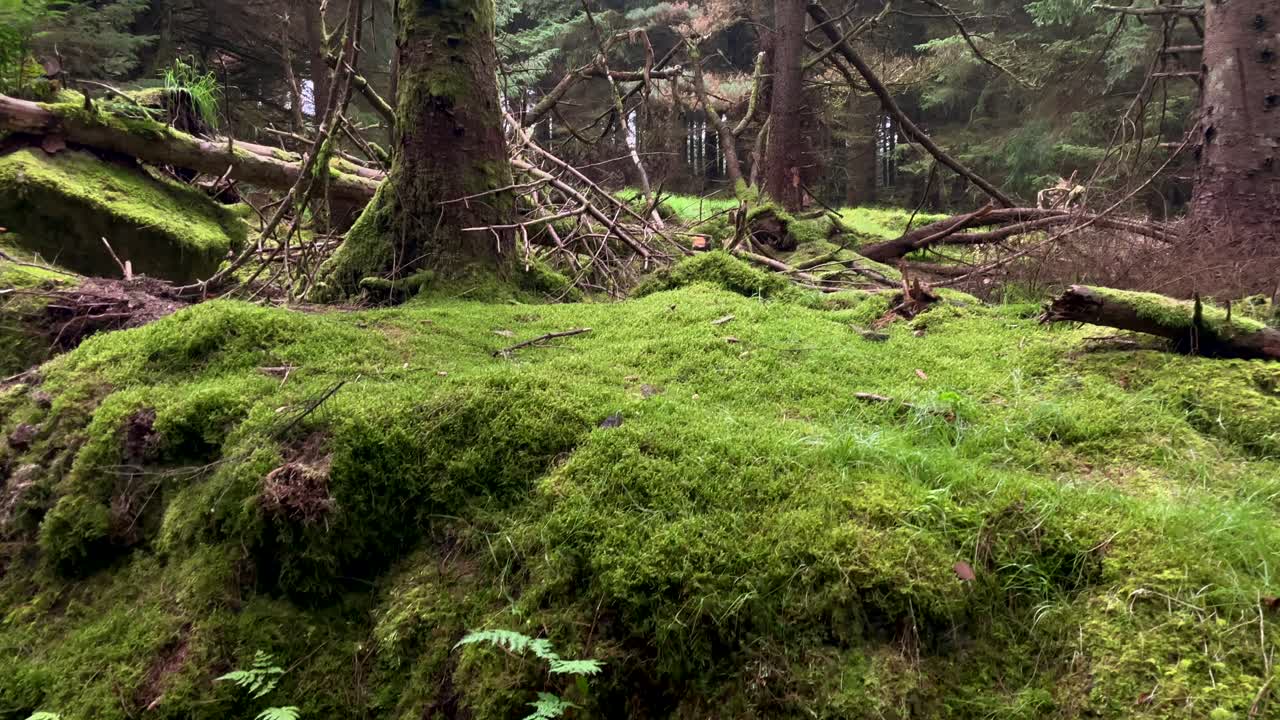 inclinación hacia arriba de un paisaje cubierto de musgo en un bosque profundo de irlanda durante el día