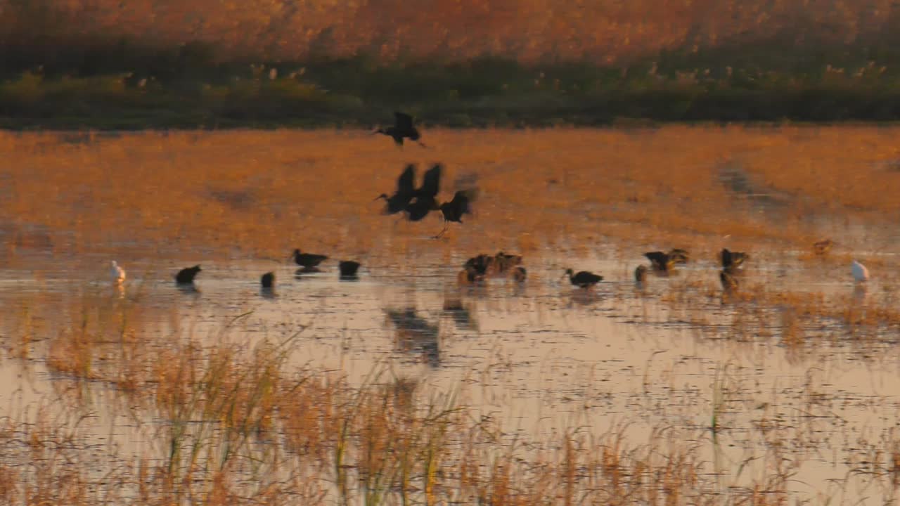 Glossy ibis birds flying over rice field at dawn