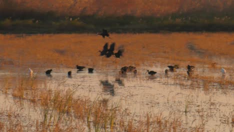 Glossy-ibis-birds-flying-over-rice-field-at-dawn