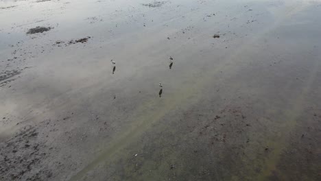 drone flying above the mudflats with birds standing on a sunset - pullback shot