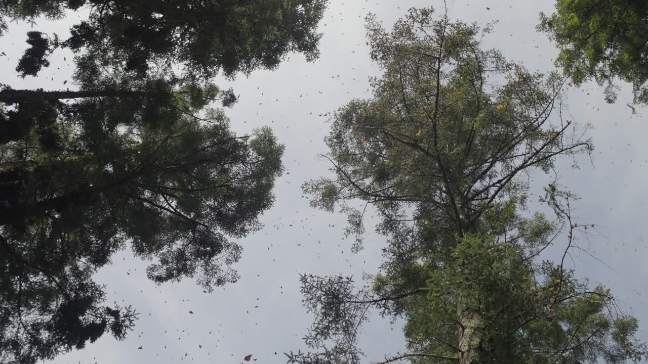 GROUND VIEW OF TREES AND MONARCH BUTTERFLIES FLYING IN MICHOACAN