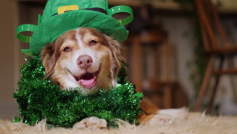 elegant dog in the decoration of the day of st patrick lies near the fireplace