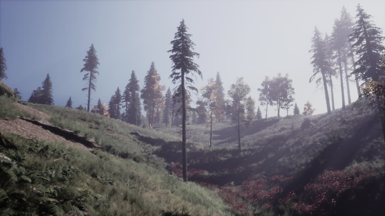 常綠杉樹和松樹, 法國阿爾卑斯山的山峰