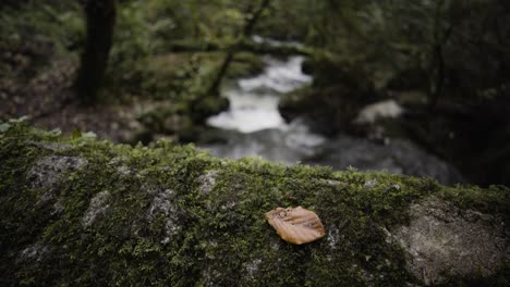 Mossy-Rock-Walls-And-Flowing-River-In-Haunted-Forest-Of-Kennall-Vale,-Cornwall,-England