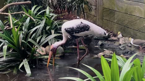 captivated large wader, a painted stork mycteria leucocephala foraging in the water, bill sweeping from side to side at singapore river wonders, safari zoo, mandai reserves