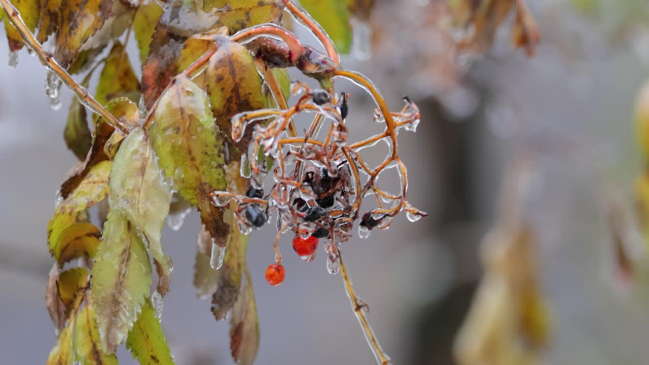 나무의 잎과 가지는 늦은 가을의 첫 번째 아침 얼음으로 얼어붙었습니다.
