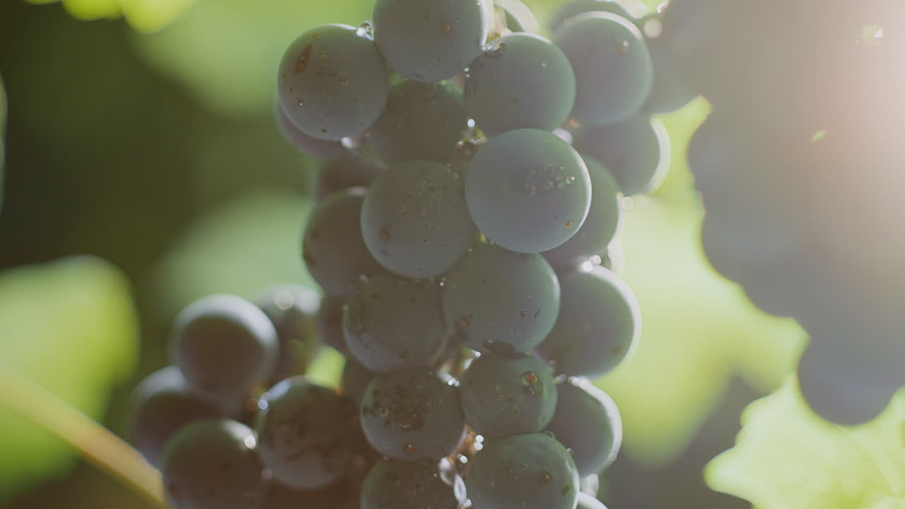 Close-up of a bunch of grapes on the vine