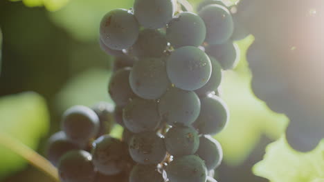 close-up of a bunch of grapes on the vine