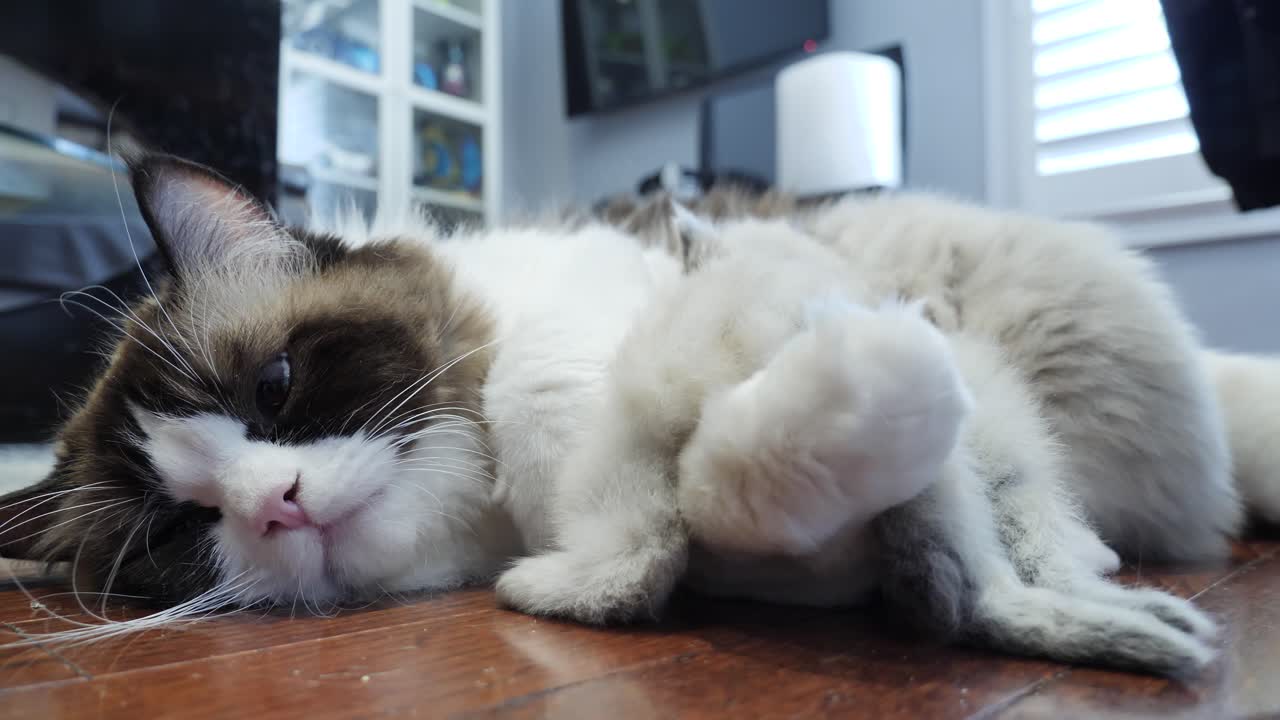 엄마와 아이들 래그돌 고양이 가족과 사랑