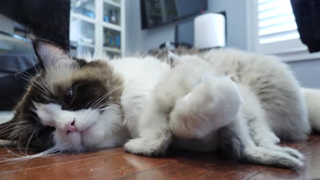 mom and kids ragdoll cat family with love