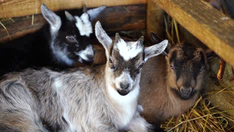 Three-little-goats-lying-on-straw-inside-stall,-domestic-animals-sleeping